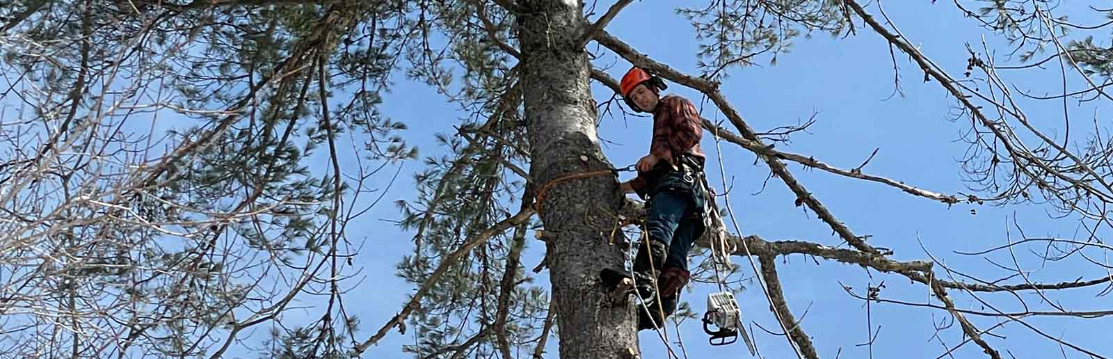 tree guy