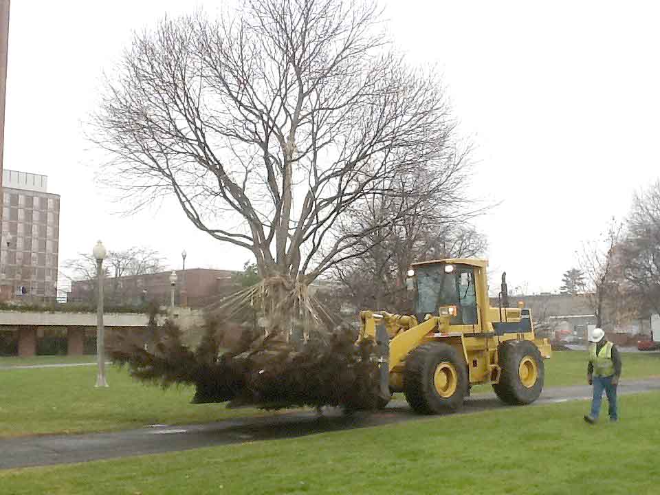 transporting tree