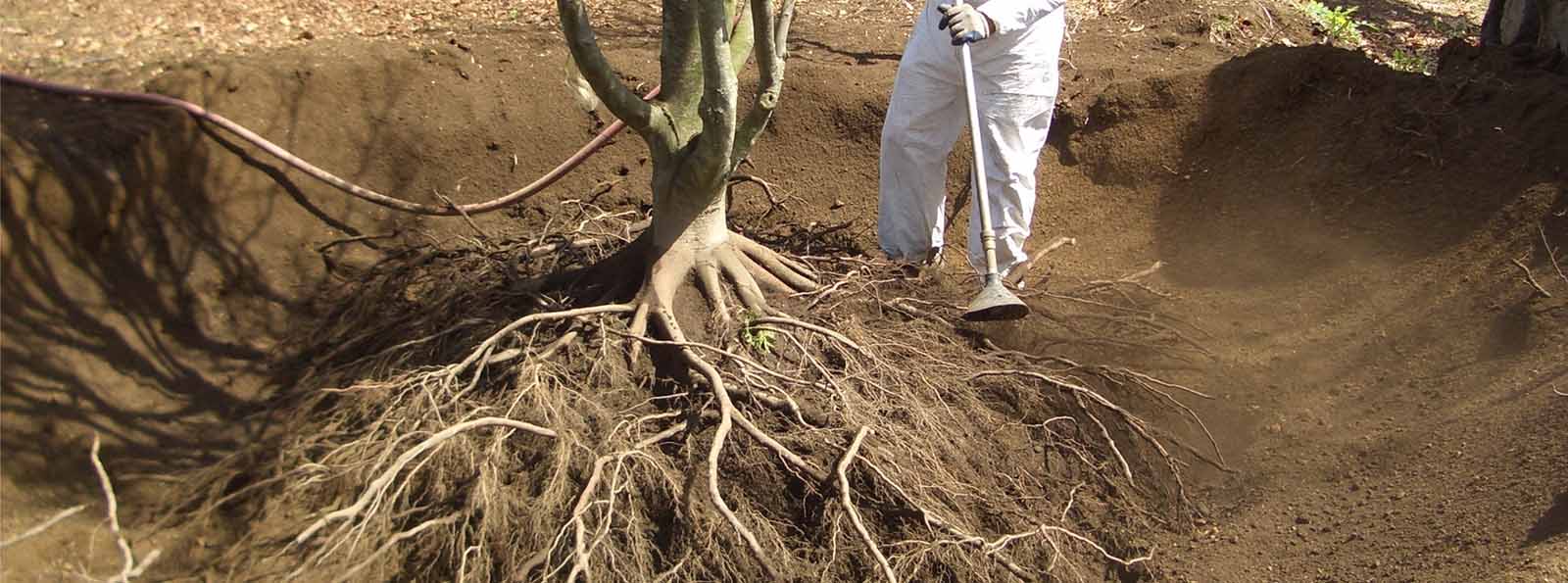 Bare root transplanting
